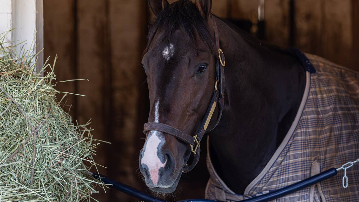 Equibase Analysis: Ocelli Looks To Break Maiden In Preakness