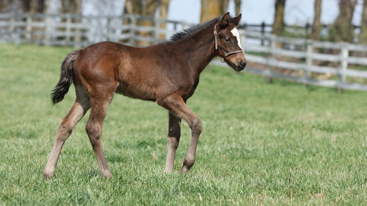 Darby Dan Farm's Foal Watch: First Foals By Blazing Sevens