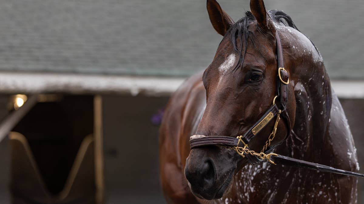 Preakness Update: Mark Casse Optimistic Silent Tactic Will Be Entered