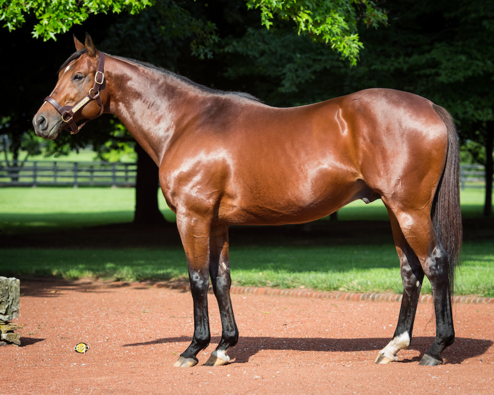 'A True Champion': Dual Classic Winner Afleet Alex Dies At Age 24
