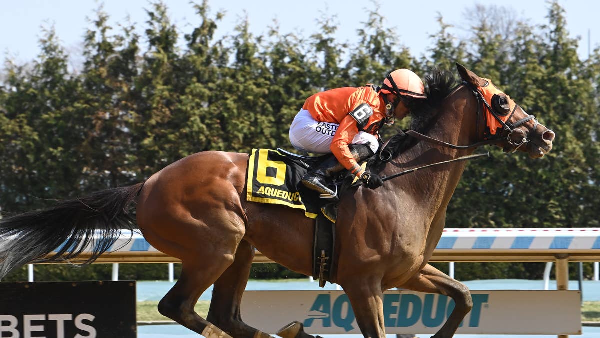 'Right Up His Alley': Yo Daddy Seeks First Graded Victory In Pimlico Special
