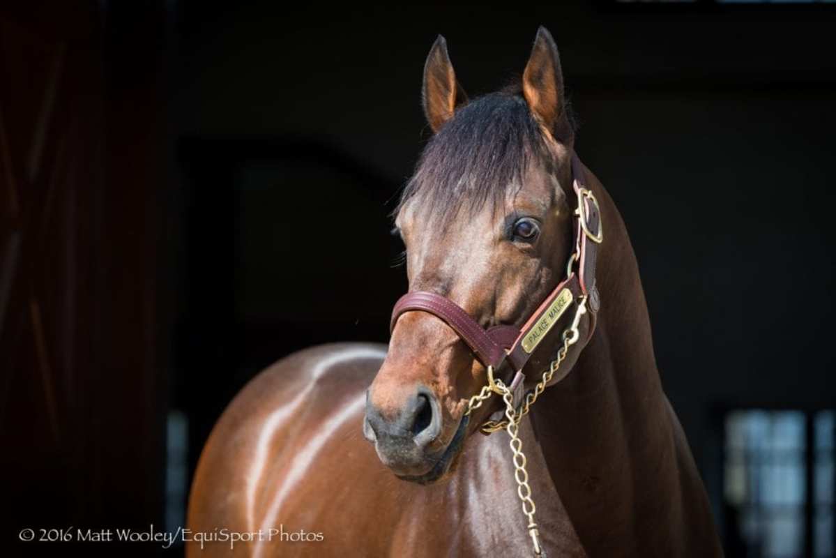 Belmont Stakes Winner Palace Malice, Champion Will Take Charge Among Darley Japan's 2026 Roster Belmont Stakes Winner Palace Malice, Champion Will Take Charge Among Darley Japan's 2026 Roster